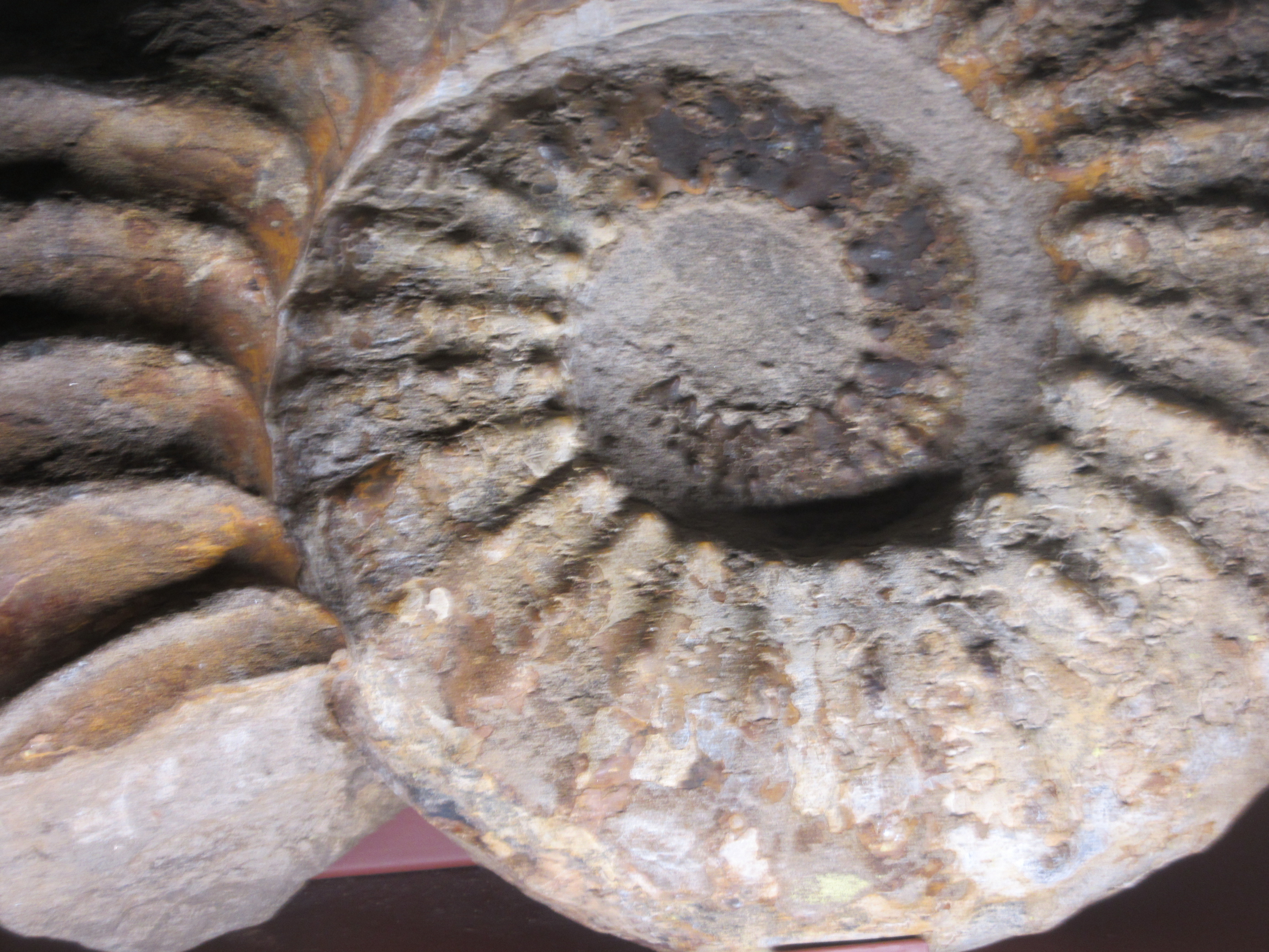 Fossile